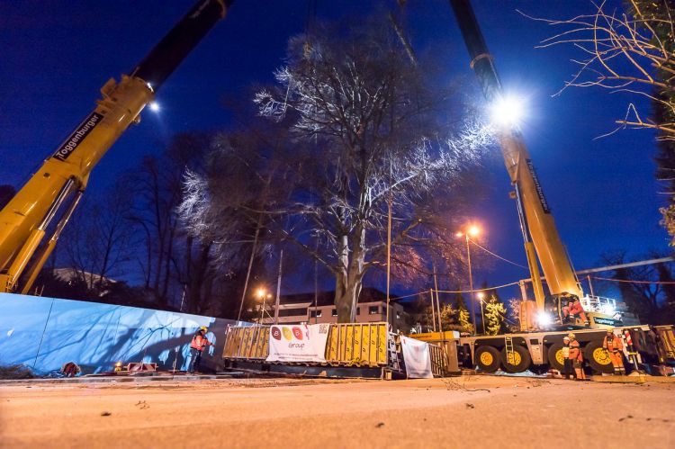 Baumverpflanzung in Schlieren